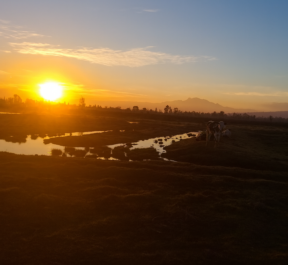 Atardecer sobre los canales de Xochimilco visto desde trajinera